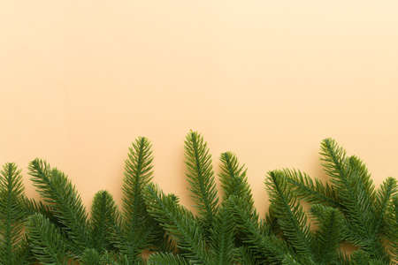 Christmas holiday background with copy space for advertising text. Fir branches on color background....