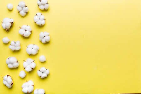 Autumn Floral Flat lay background composition. Dried white fluffy cotton flower branchwith green leaf top view on colored table with copy space.の写真素材