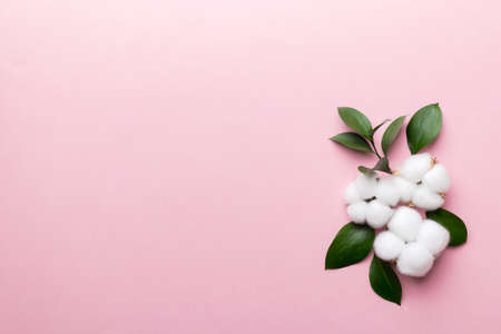 Autumn Floral Flat lay background composition. Dried white fluffy cotton flower branchwith green leaf top view on colored table with copy space.の写真素材