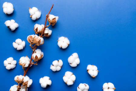 Autumn Floral composition. Dried white fluffy cotton flower branch top view on colored table with copy space.の写真素材