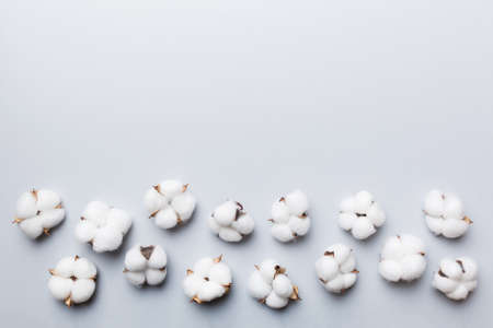 Autumn Floral Flat lay background composition. Dried white fluffy cotton flower branchwith green leaf top view on colored table with copy space.の写真素材