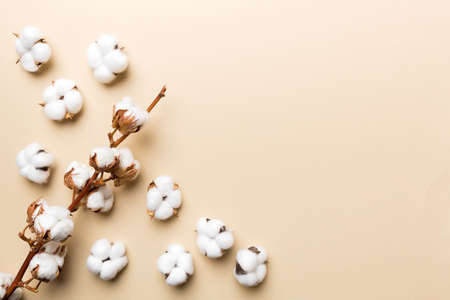Autumn Floral composition. Dried white fluffy cotton flower branch top view on colored table with copy space.の写真素材