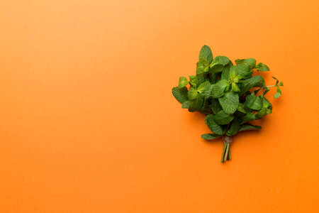 Mint leaf. Fresh mint on Colored background. Mint leaves isolated Top view with copy space.