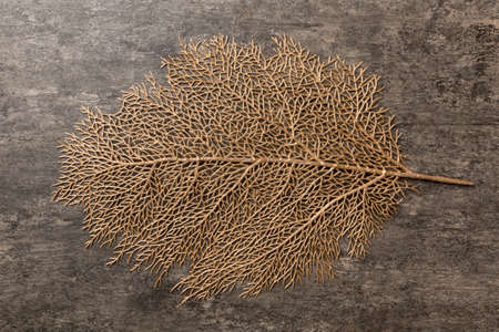 Top view of leaf shaped tablecloth for food on cement background. Empty space for your design.の写真素材