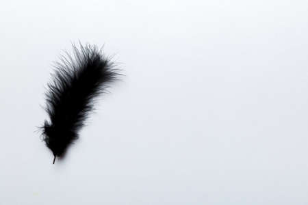 background of brightly colored dyed bird feathers on Colored background, top view. copyspace.の写真素材