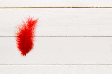 background of brightly colored dyed bird feathers on Colored background, top view. copyspace.