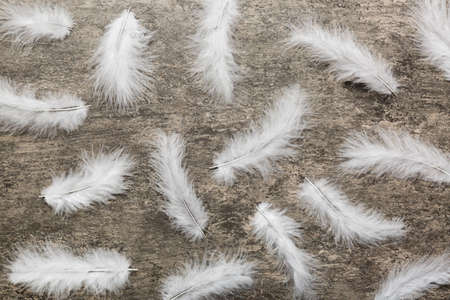 Close up to bright colorful feathers background. Colored feather background, top view.の写真素材