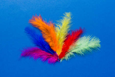 background of brightly colored dyed bird feathers on Colored background, top view. copyspace.