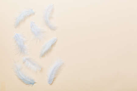 background of brightly colored dyed bird feathers on Colored background, top view. copyspace.