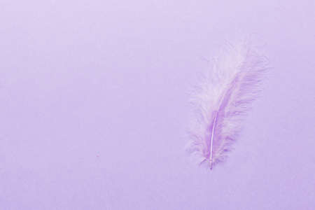 background of brightly colored dyed bird feathers on Colored background, top view. copyspace.の写真素材
