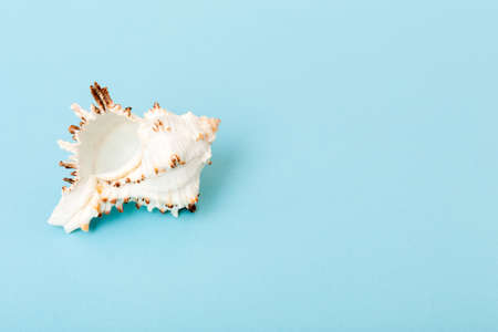 Beach seashells on colored background. Mock up with copyspace.