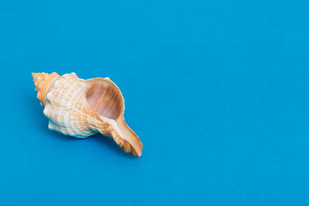 Beach seashells on colored background. Mock up with copyspace.の写真素材