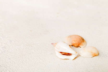 Beach seashells on colored background. Mock up with copyspace.の写真素材