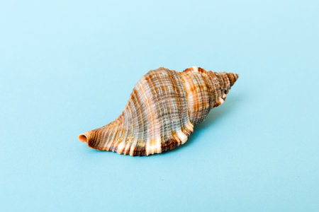 Beach seashells on colored background. Mock up with copyspace.