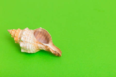 Beach seashells on colored background. Mock up with copyspace.の写真素材