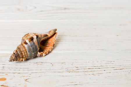 Beach seashells on colored background. Mock up with copyspace.
