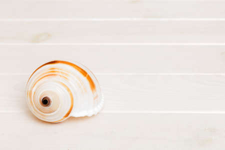 Beach seashells on colored background. Mock up with copyspace.の写真素材