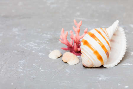 Beach seashells on colored background. Mock up with copyspace.の写真素材