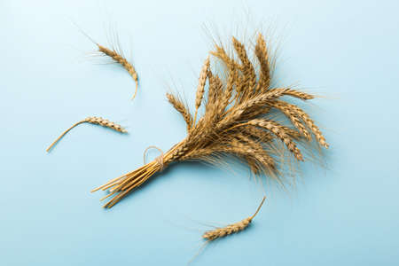 Sheaf of wheat ears close up and seeds on colored background. Natural cereal plant, harvest time concept. Top view, flat lay. world wheat crisis.の写真素材