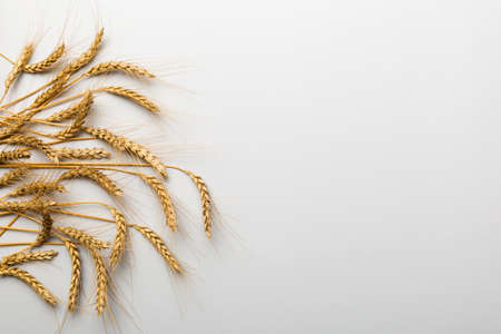 Sheaf of wheat ears close up and seeds on colored background. Natural cereal plant, harvest time...