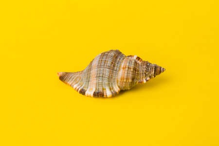 Beach seashells on colored background. Mock up with copyspace.の写真素材