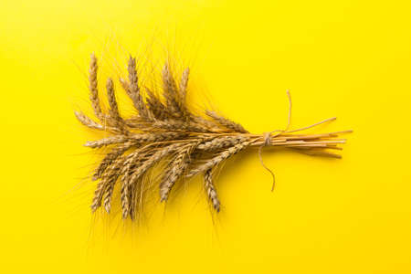 Sheaf of wheat ears close up and seeds on colored background. Natural cereal plant, harvest time concept. Top view, flat lay with copy space. world wheat crisis.の写真素材