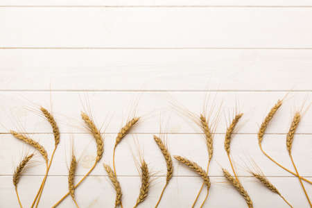 Sheaf of wheat ears close up and seeds on colored background. Natural cereal plant, harvest time concept. Top view, flat lay with copy space. world wheat crisis.の写真素材