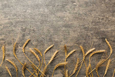 Sheaf of wheat ears close up and seeds on colored background. Natural cereal plant, harvest time concept. Top view, flat lay with copy space. world wheat crisis.の写真素材