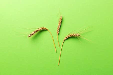 Sheaf of wheat ears close up and seeds on colored background. Natural cereal plant, harvest time...
