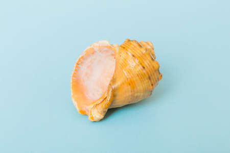 Beach seashells on colored background. Mock up with copyspace.の写真素材