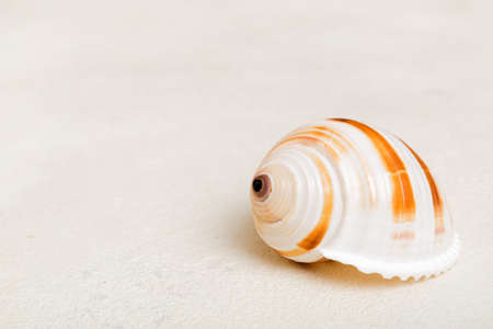 Beach seashells on colored background. Mock up with copyspace.