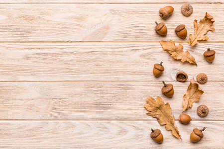Branch with green oak tree leaves and acorns on colored background, close up top view.