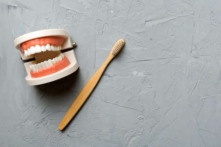 Closeup model of a human jaw with white teeth and Toothbrush. Dentistry conceptual photo. Prosthetic...