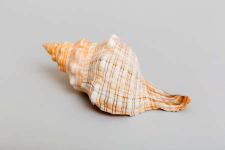 Beach seashells on colored background. Mock up with copyspace.