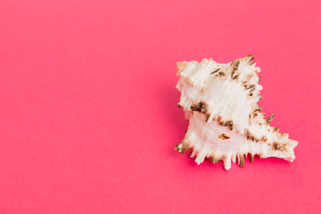 Beach seashells on colored background. Mock up with copyspace.の写真素材