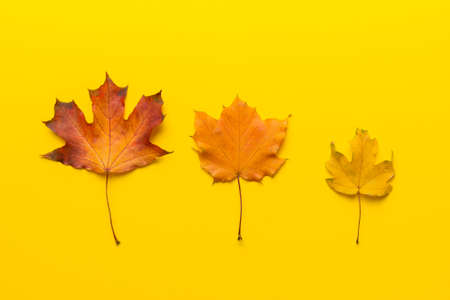 autumn composition. Pattern made of dried leaves and other design accessories on table. Flat lay, top view.の写真素材