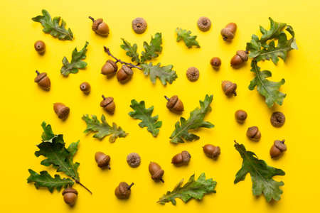 Branch with green oak tree leaves and acorns on colored background, close up top view.