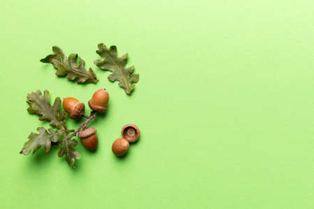 Branch with green oak tree leaves and acorns on colored background, close up top view.の写真素材