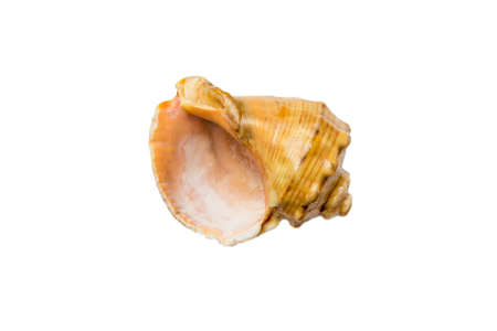 Sea shell isolated on white background. Close up seashell top view.