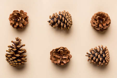 pine cones on colored table. natural holiday background with pinecones grouped together. Flat lay....