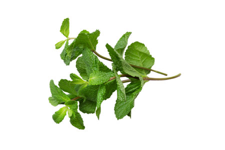 Fresh bundle of green mint. Isolated on white background, top view.