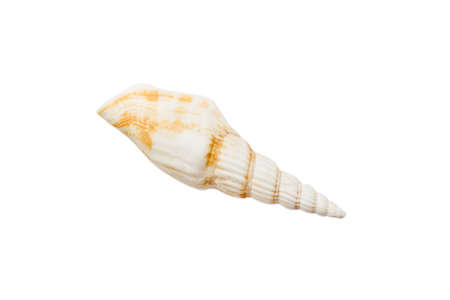Sea shell isolated on white background. Close up seashell top view.