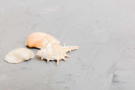 Beach seashells on colored background. Mock up with copyspace.