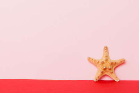 Beach seashells on colored background. Mock up with copyspace.の写真素材