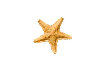 Natural yellow starfish isolated on white background top view.