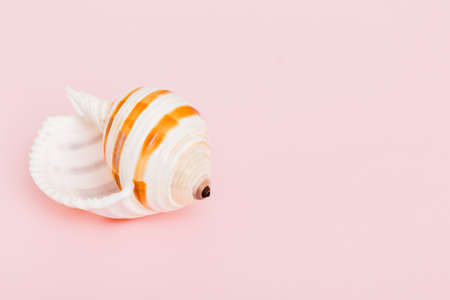 Beach seashells on colored background. Mock up with copyspace.の写真素材