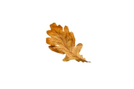 Autumn dry brown oak leaf. oak leaves. Warm colors of Autumn Isolated top view.の写真素材