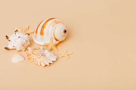 Beach seashells on colored background. Mock up with copyspace.の写真素材