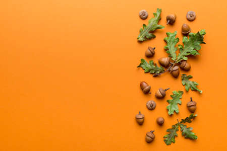 Branch with green oak tree leaves and acorns on colored background, close up top view.の写真素材
