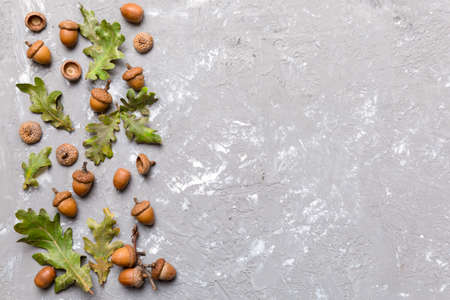 Branch with green oak tree leaves and acorns on colored background, close up top view.の写真素材